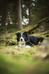 adorable photo of a black and white border collie in the green forest