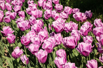 Obraz premium Beautiful red tulips in the park. Spring concept.