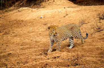 Fototapeta na wymiar African leopard in sand river