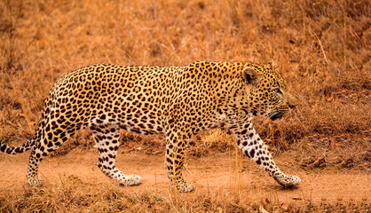 African leopard patrolling his territory