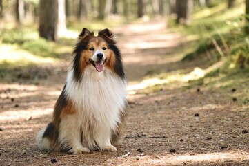 Portrait of Sheltie Shetland Sheepdog dog