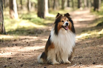Portrait of Sheltie Shetland Sheepdog dog