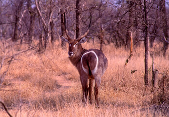 African waterbuck portrait,South Africa