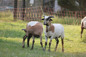 Tiere in der natur 