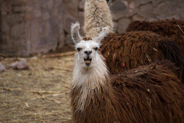 Fototapeta premium Andean wildlife. Portrait of a llama kept in captivity. Its brown and white fur, long neck, alert ears and smiling muzzle, looking at camera.
