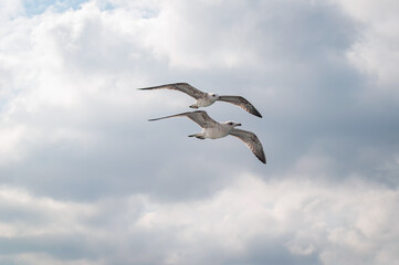 Two seagulls flying in the sky, Turkey.