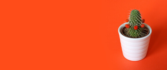 Orange coloured cactus banner