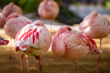 Fototapeta na wymiar Sleeping flamingo