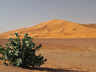 View of sand dunes in Erg Chebbi in Sahara desert, Morocco. Green plant in the foreground is a harsh succulent bush with faded green leaves. 