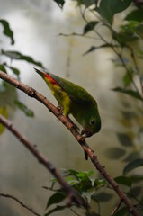 Green Colorful Bird (Vernal Hanging Parrot)