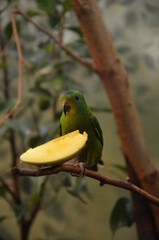 Green Colorful Bird (Vernal Hanging Parrot)