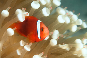 Juvenile tomato anemonefish (amphiprion frenatus) swimming among the tentacles of its host anemone...