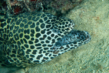 Honeycomb moray peeking out of its crevice in Layang Layang, Malaysia