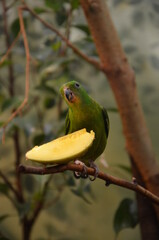 Green Colorful Bird (Vernal Hanging Parrot)