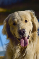 golden retriever portrait