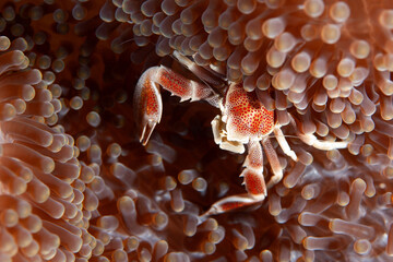 Anemone crab (Neopetrolisthes ohshimai) in Layang Layang, Malaysia