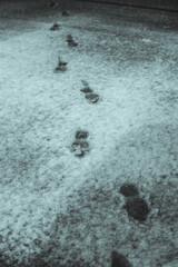 footprints in the snow