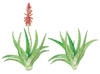 Realistic botanic watercolor hand drawn illustration of aloe vera (Aloe vera) plant with flower isolated on white. - obrazy, fototapety, plakaty