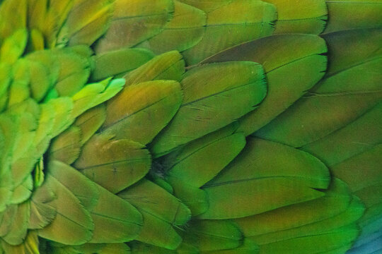 Plumaje loro