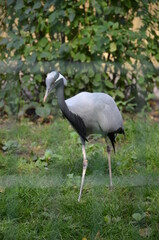 Obraz na płótnie Canvas White-naped Crane (Grus vipio) in Frankfurt zoo