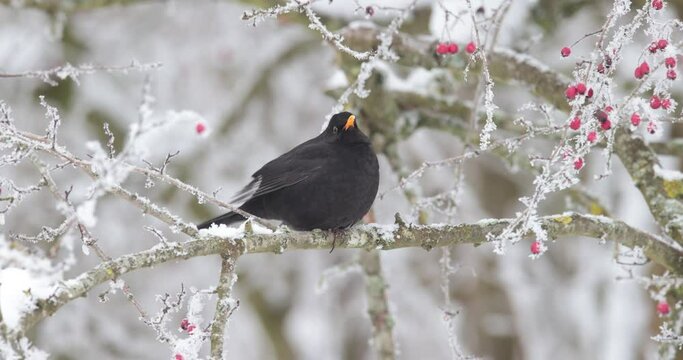 merle noir (Turdus merula) pos&eacute; sur une branche enneig&eacute;e