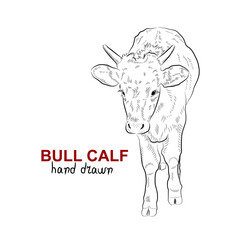 Sketch of bull calf. Handmade drawn.