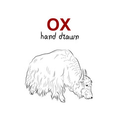 Sketch of ox. Handmade drawn.
