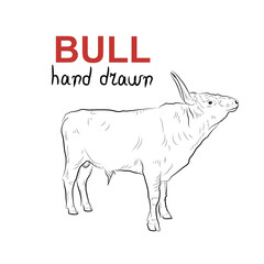 Sketch of bull. Handmade drawn.