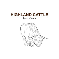 Sketch of highland cattle. Handmade drawn.