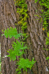USA, Florida. Ferns on tree trunk.