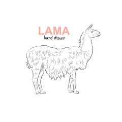 Sketch of lama. Handmade drawn.