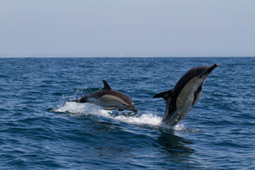 Obraz premium two dolphins jumping