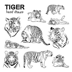Sketch. Set of tigers.  Hand drawn.