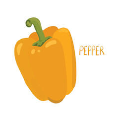 Yellow bell pepper, hand-drawn vector illustration, organic vegetable isolated on white background 
