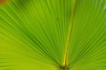 USA, Florida. Backlit palm frond.