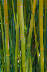 USA, Florida. Bamboo grove.