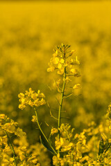 rapeseed