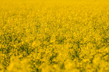 rape field