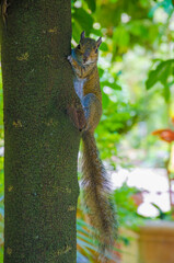 USA, Florida. Squirrel on tree trunk.