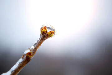A bud with young leaves blooms in early spring.