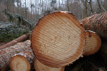 Holzstamm, Holzstämme mit Jahresringen, Jahresringe