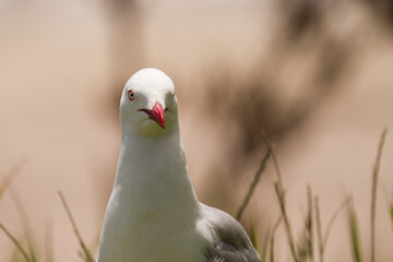 white headed gull