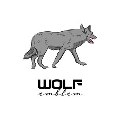 Isolated grey wolf walking.