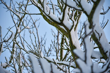 Winter in the garden, fresh snow  on a tree branches.