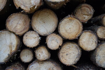 Holzstamm, Holzst&auml;mme mit Jahresringen, Jahresringe