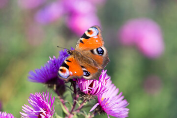 Peacock butterfly on a pink flower