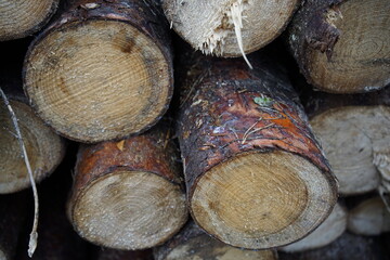 Holzstamm, Holzstämme mit Jahresringen, Jahresringe