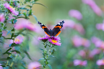 Admiral Butterfly on a pink flower
