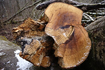Holzstamm, Holzstämme mit Jahresringen, Jahresringe
