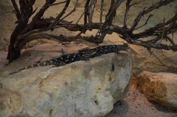 Fototapeta na wymiar Lizard on rock in the zoo, Frankfurt am Main